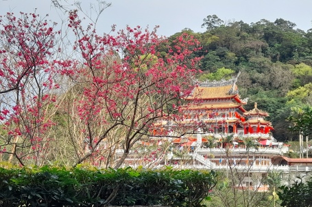 2/25(六)臺北大縱走第七段-指南竹柏參道