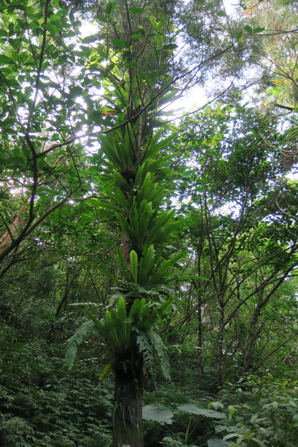 拔刀爾山步道     周順軍攝影