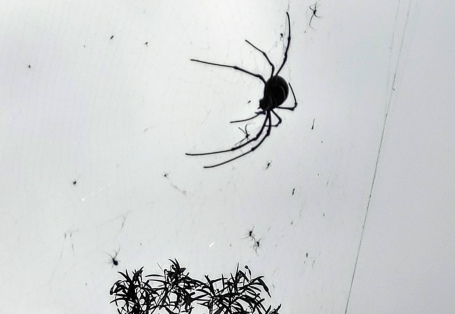 講堂~ 蜘蛛絲分子生物學與仿生蜘蛛絲技術開發