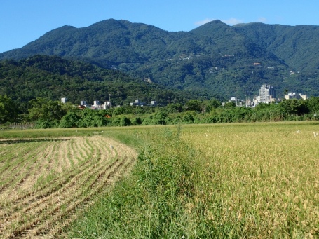 2018北投割稻去~走讀關渡平原稻米收割季