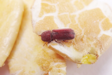 【講座】不速之客？認識室內節肢動物