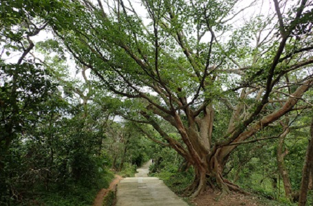 臺北大縱走   劍潭支線~劍潭山、忠勇山、碧山巖