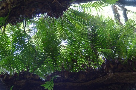 圓通綠色精靈--蕨類植物