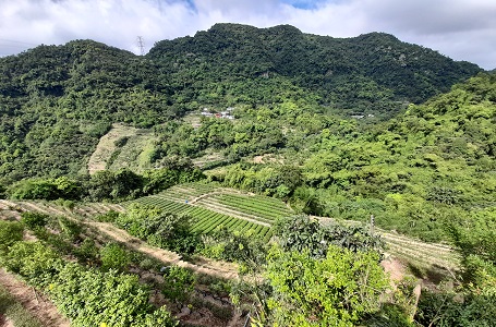 臺北大縱走第七段~指南茶香之旅